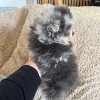 Spitz merle gris et blanc #1