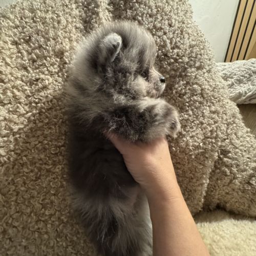 Spitz merle grise foncée #3