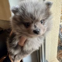 Spitz merle grise foncée #1