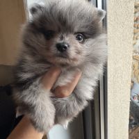 Spitz merle grise foncée