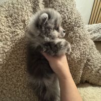 Spitz merle grise foncée #3