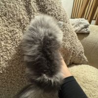 Spitz merle grise foncée #4