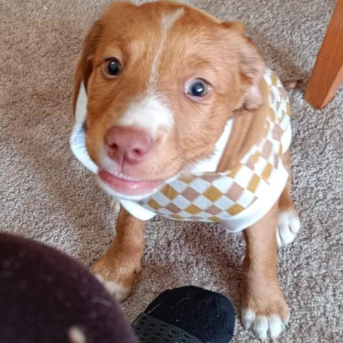 Kenai, adorable chiot podenco à adopter #0