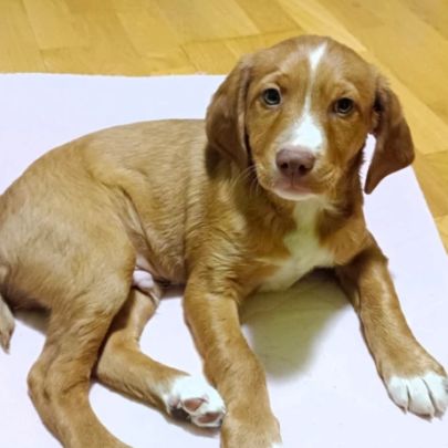 Kenai, adorable chiot podenco à adopter #3