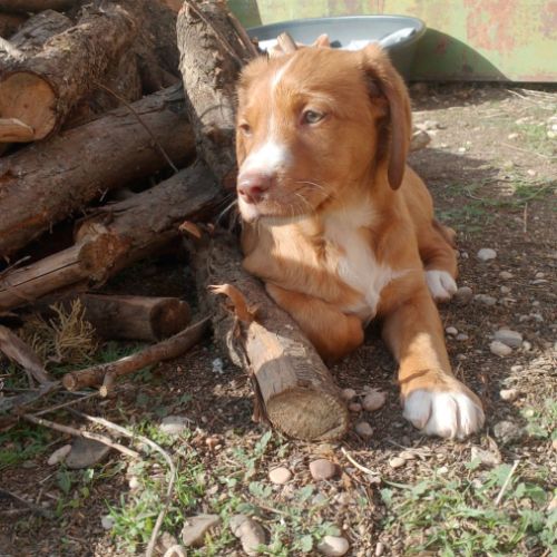 Kenai, adorable chiot podenco à adopter #4