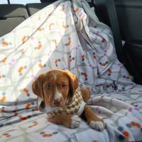 Kenai, adorable chiot podenco à adopter #2