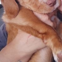 Kenai, adorable chiot podenco à adopter #5