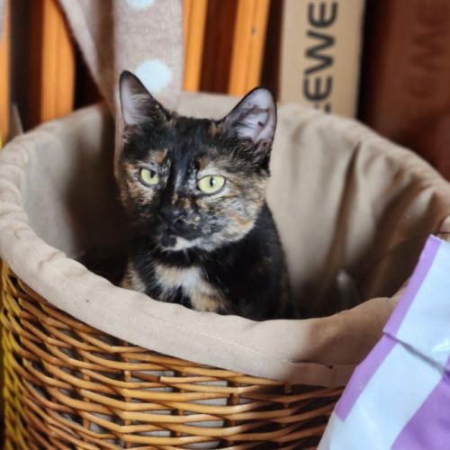 La belle écaille danae #1