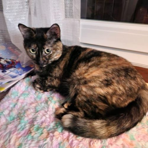 La belle écaille danae #0