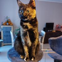 La belle écaille danae #3