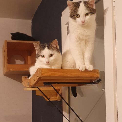 Dagobert le dynamique #1