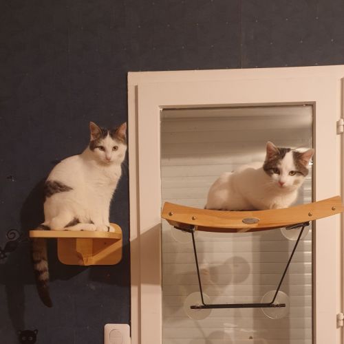 Dagobert le dynamique #2