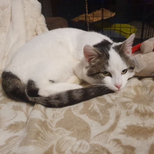 Dagobert le dynamique #0