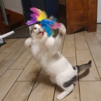 Dagobert le dynamique #4