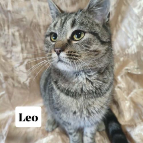 A adopter leo se trouve dans refuge en ukraine #0