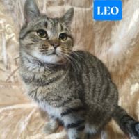 A adopter leo se trouve dans refuge en ukraine #1