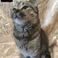 A adopter leo se trouve dans refuge en ukraine #2