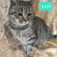 A adopter leo se trouve dans refuge en ukraine #3