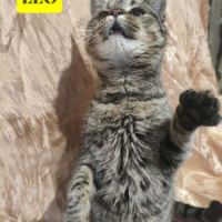 A adopter leo se trouve dans refuge en ukraine #4