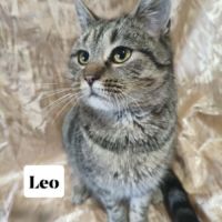 A adopter leo se trouve dans refuge en ukraine