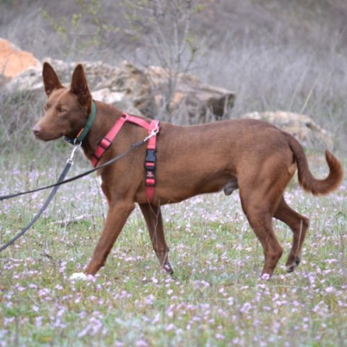Choco 4 ans, superbe podenco couleur chocolat ! #0