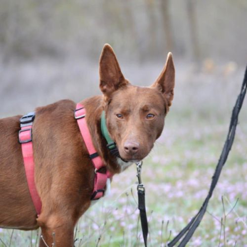 Choco 4 ans, superbe podenco couleur chocolat ! #2