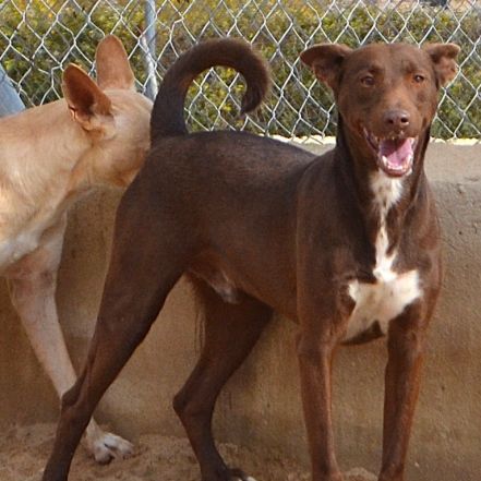 Choco 4 ans, superbe podenco couleur chocolat ! #4