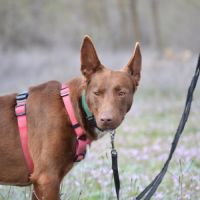 Choco 4 ans, superbe podenco couleur chocolat ! #2