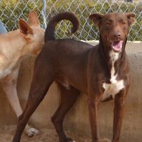 Choco 4 ans, superbe podenco couleur chocolat ! #4