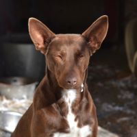 Choco 4 ans, superbe podenco couleur chocolat ! #6