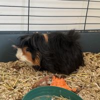 Cochons d'inde péruviens mâles #0