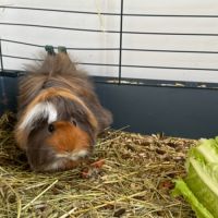 Cochons d'inde péruviens mâles #2