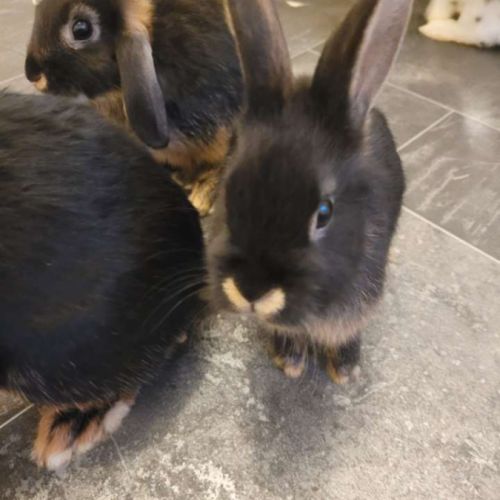 3 lapins femelles #3