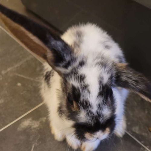 3 lapins femelles #8