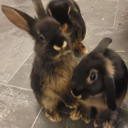 3 lapins femelles #9