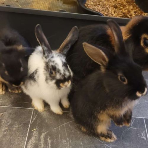 3 lapins femelles #10