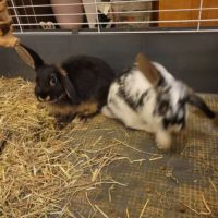 3 lapins femelles #4