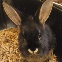 3 lapins femelles #5