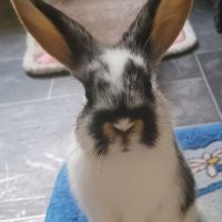 3 lapins femelles #6