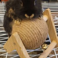 3 lapins femelles #7