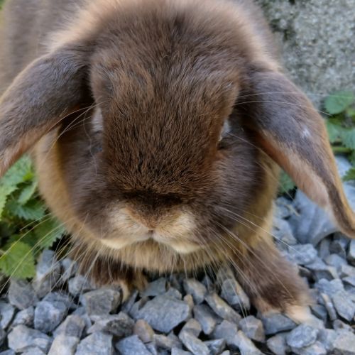 Lapine teddy nain angora #2