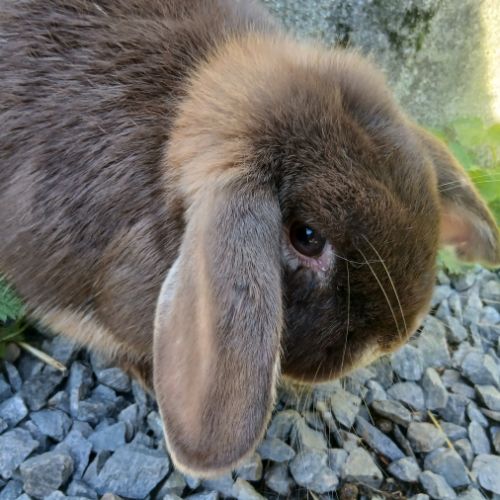 Lapine teddy nain angora #3