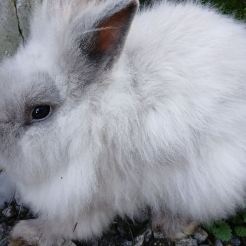 Lapine teddy nain angora #6