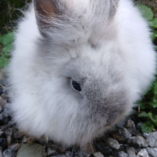 Lapine teddy nain angora