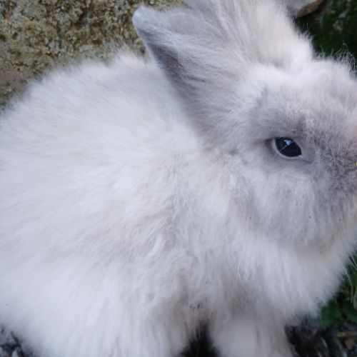Lapine teddy nain angora #8