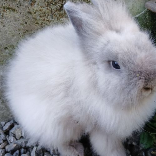 Lapine teddy nain angora #9