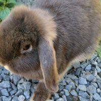 Lapine teddy nain angora #1