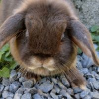 Lapine teddy nain angora #2