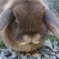Lapine teddy nain angora #4