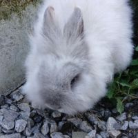 Lapine teddy nain angora #5